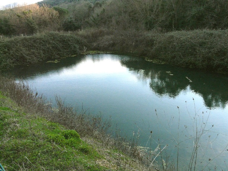 Salamandrine di Maremma